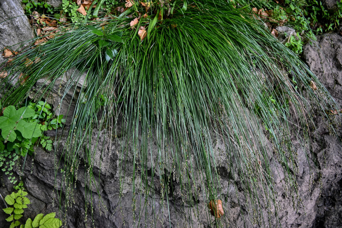 Image of genus Carex specimen.