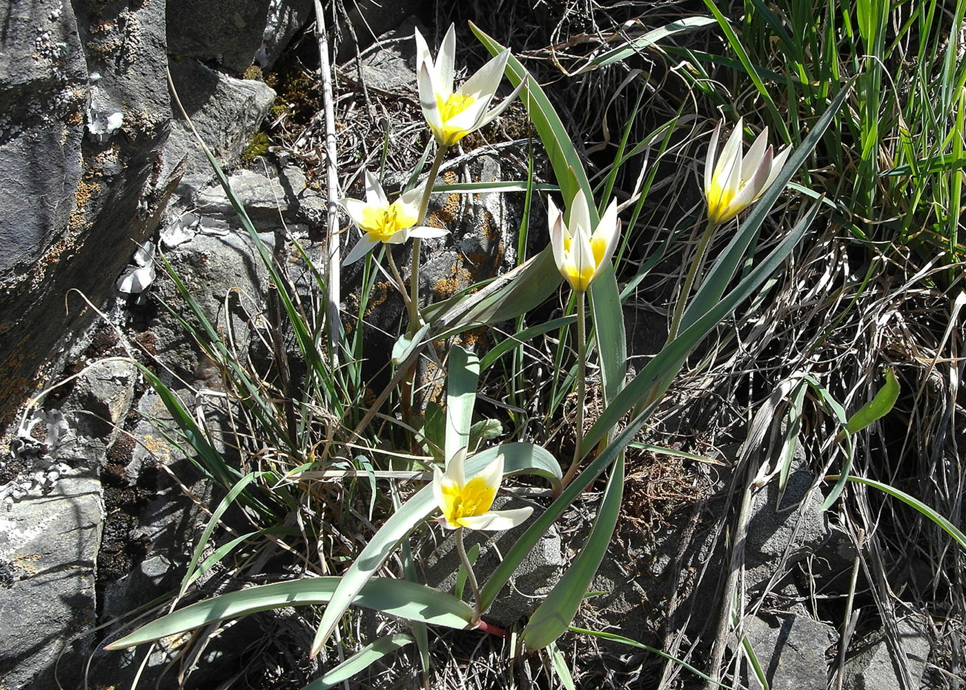 Image of Tulipa bifloriformis specimen.