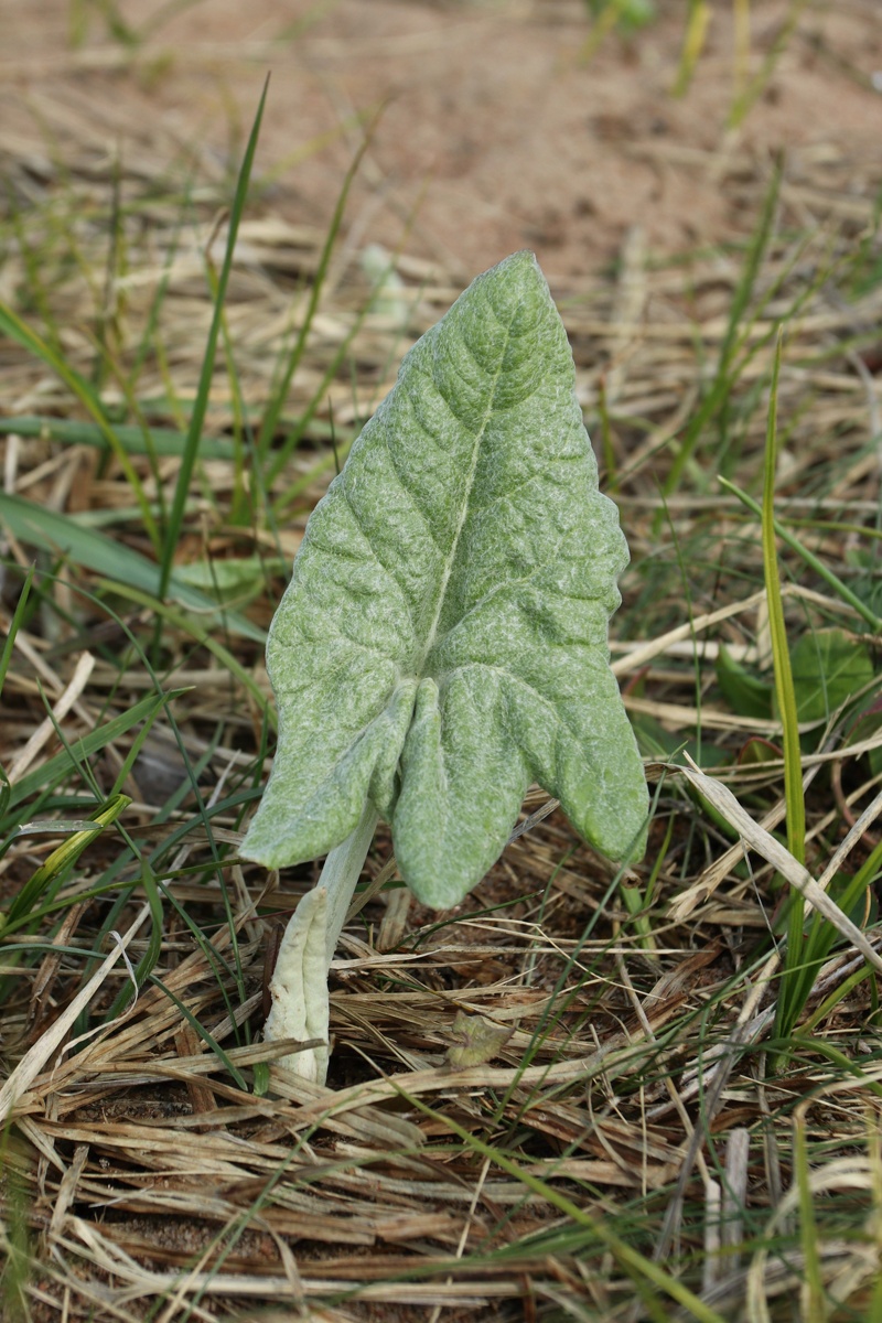 Изображение особи Petasites spurius.