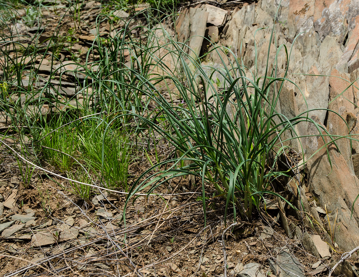 Изображение особи Allium strictum.