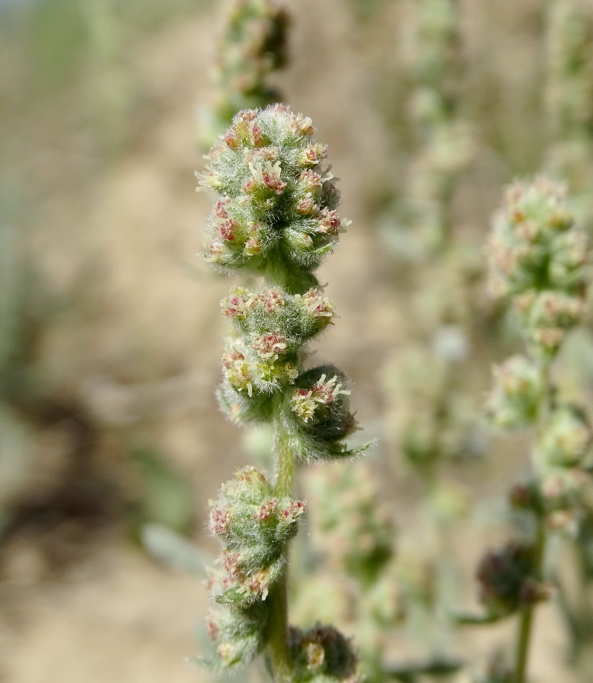 Изображение особи Turaniphytum eranthemum.