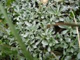 Antennaria caucasica