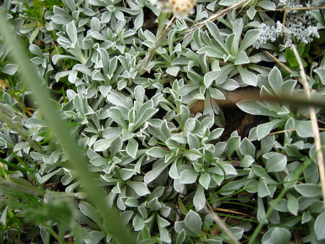 Изображение особи Antennaria caucasica.
