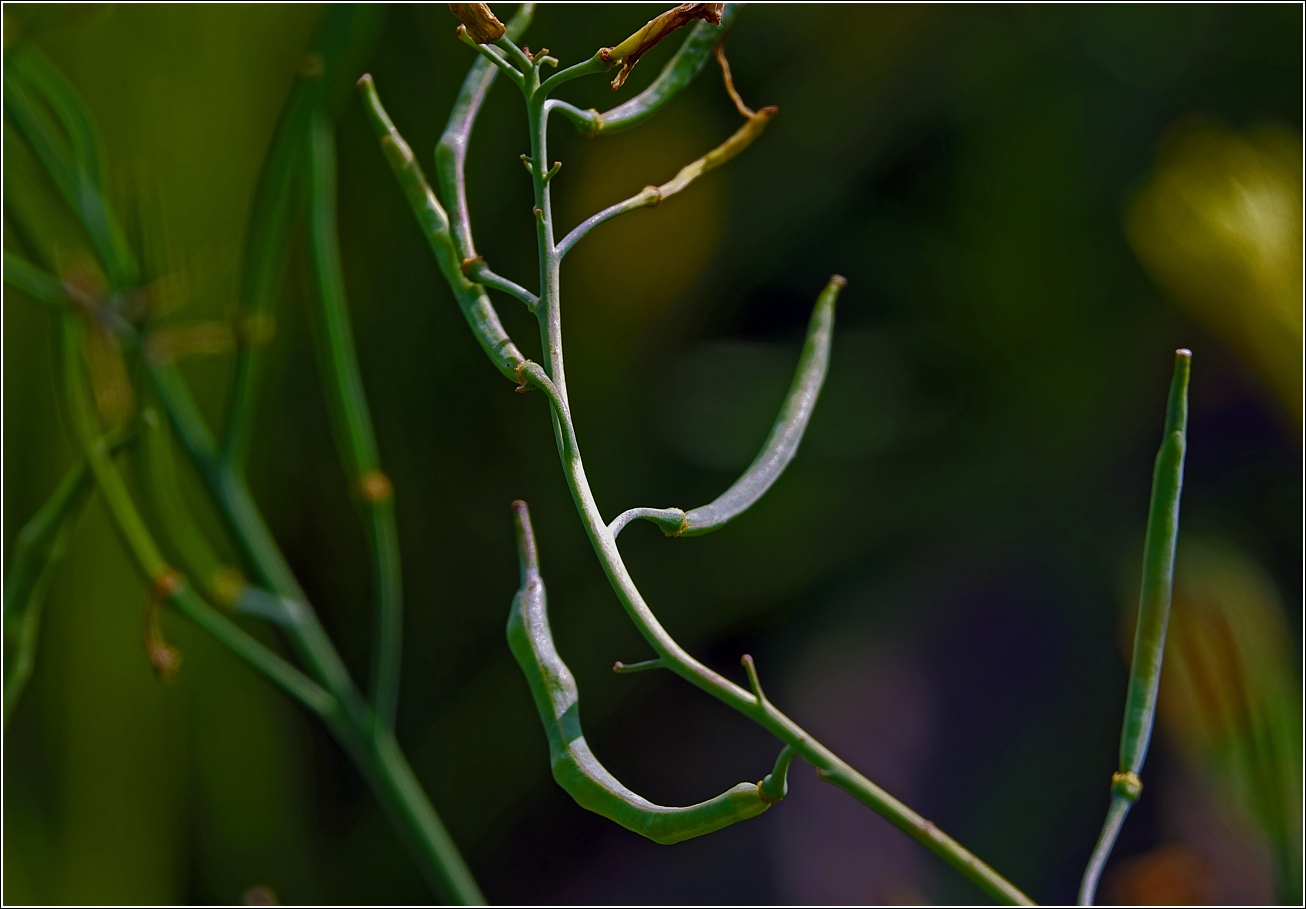 Image of genus Brassica specimen.