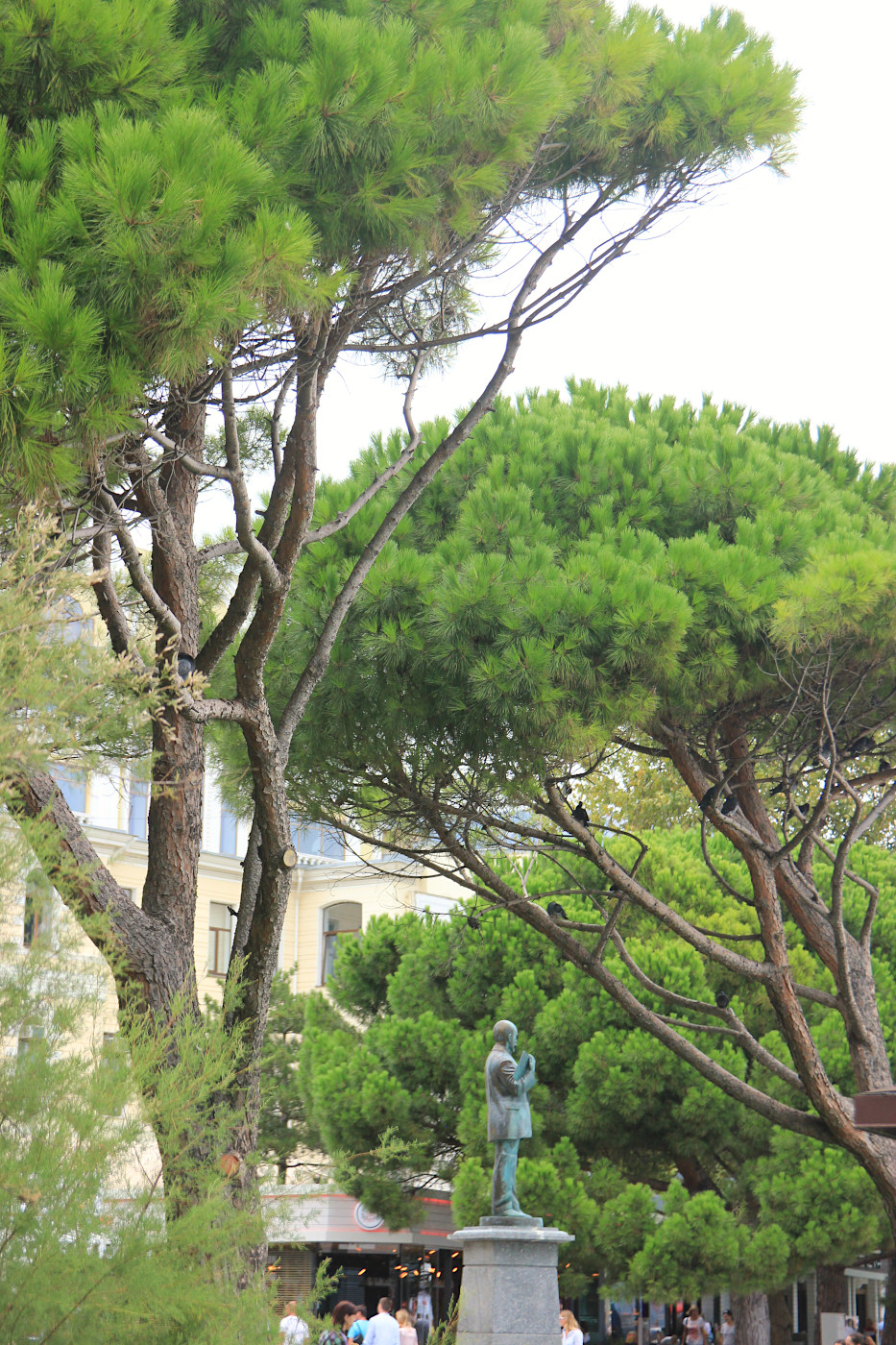 Image of Pinus pinea specimen.