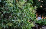 Ligustrum lucidum. Верхушки ветвей с распускающимися соцветиями. Китай, провинция Шэньси, г. Сиань, в культуре. 11.06.2024.