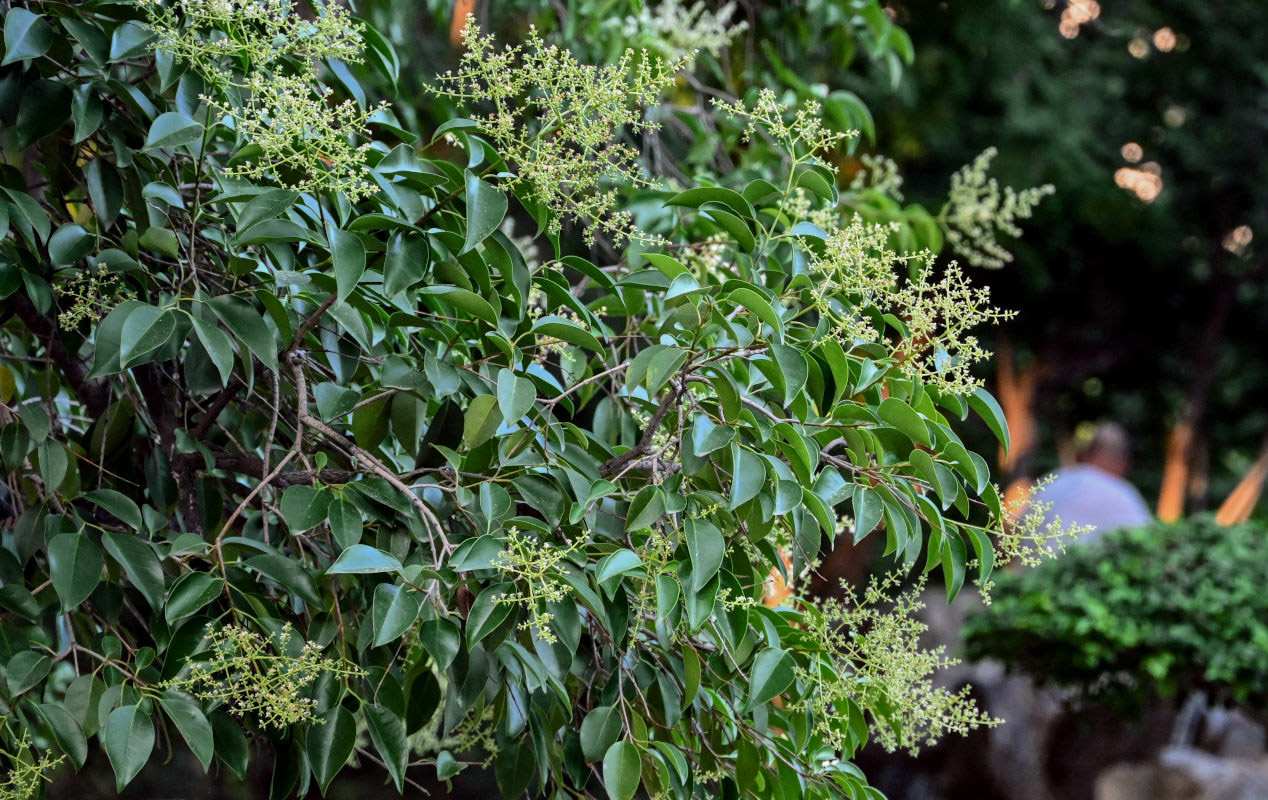 Image of Ligustrum lucidum specimen.