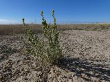 Salsola nitraria. Цветущее растение. Казахстан, Жамбылская обл., пустыня Бетпак-Дала, на глинистых пестроцветах, на выгоне у брошенного колодца. 10 августа 2024 г.