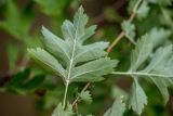 Crataegus monogyna. Лист (вид на абаксиальную поверхность). Ростовская обл., Аксайский р-н, окр. хут. Александровка, байрачные заросли. 24.07.2024.