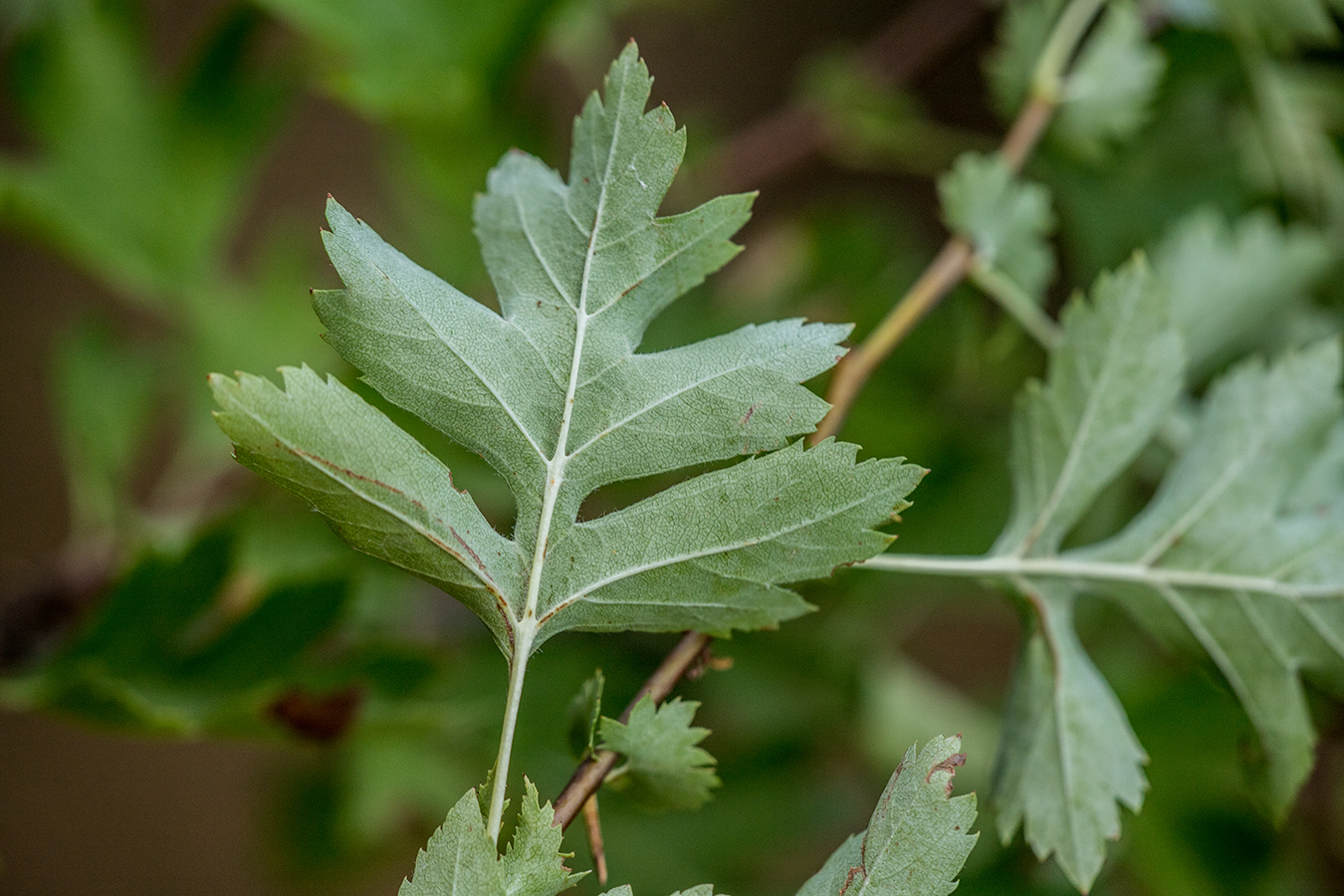 Image of Crataegus monogyna specimen.