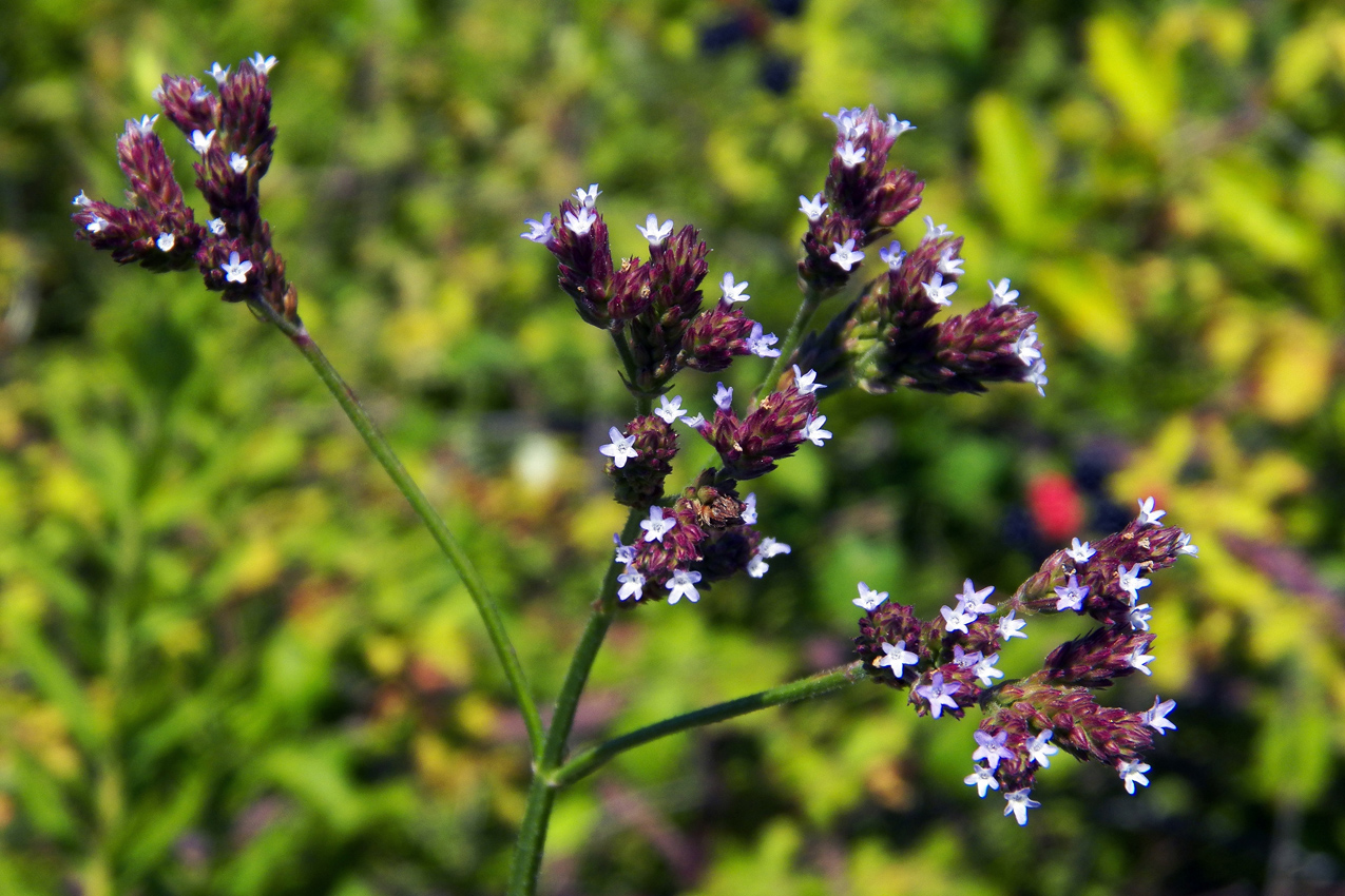 Image of Verbena brasiliensis specimen.