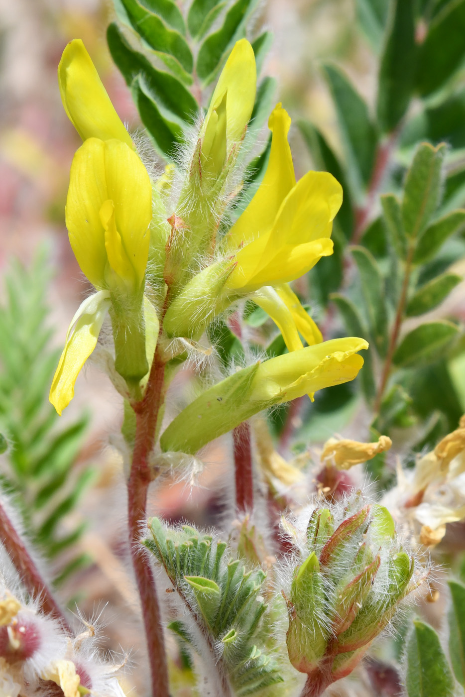 Image of Astragalus rubtzovii specimen.