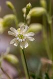 Silene lychnidea. Цветок. Карачаево-Черкесия, Урупский р-н, хр. Абишира-Ахуба, окр. оз. Перевальное, ≈ 2700 м н.у.м., альпийский луг. 11.08.2024.