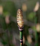 Equisetum hyemale