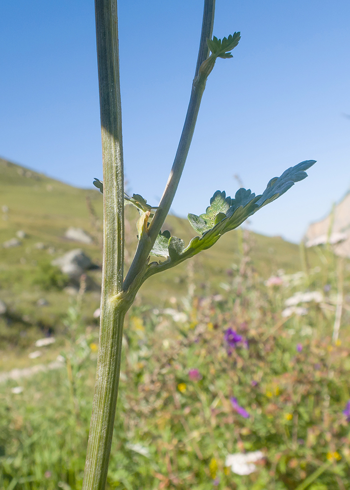 Image of Seseli libanotis specimen.