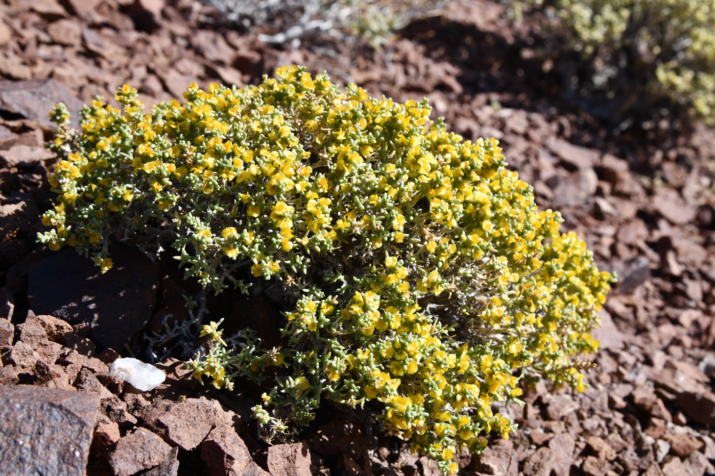 Image of Arthrophytum longibracteatum specimen.