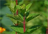 Hydrangea paniculata. Верхушка побега с молодыми листьями и формирующимися соцветиями. Московская обл., Раменский р-н, окр. дер. Хрипань, садовый участок. 05.08.2024.