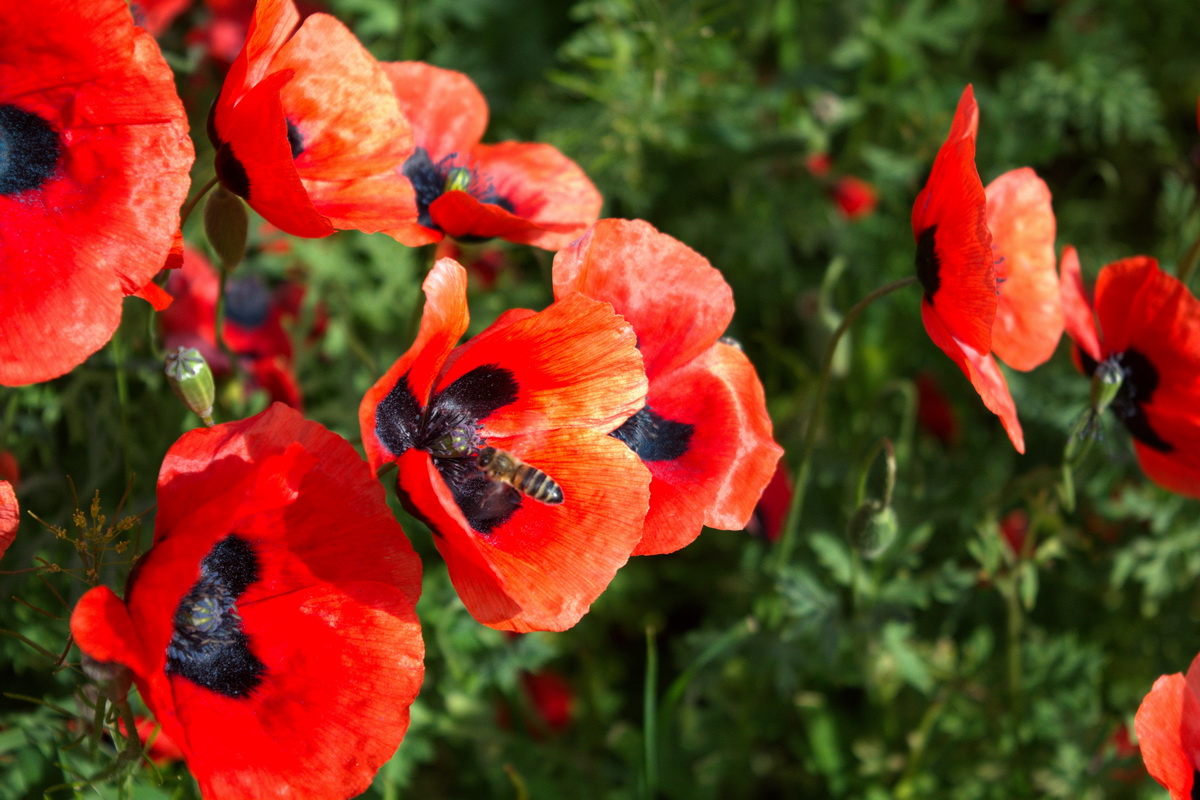 Изображение особи род Papaver.