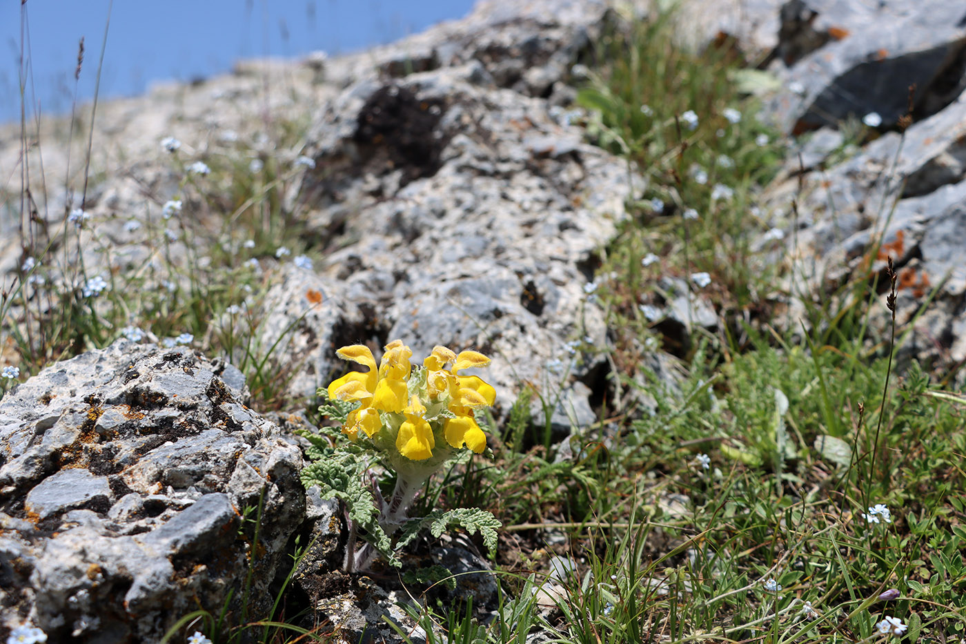 Image of Phlomoides speciosa specimen.