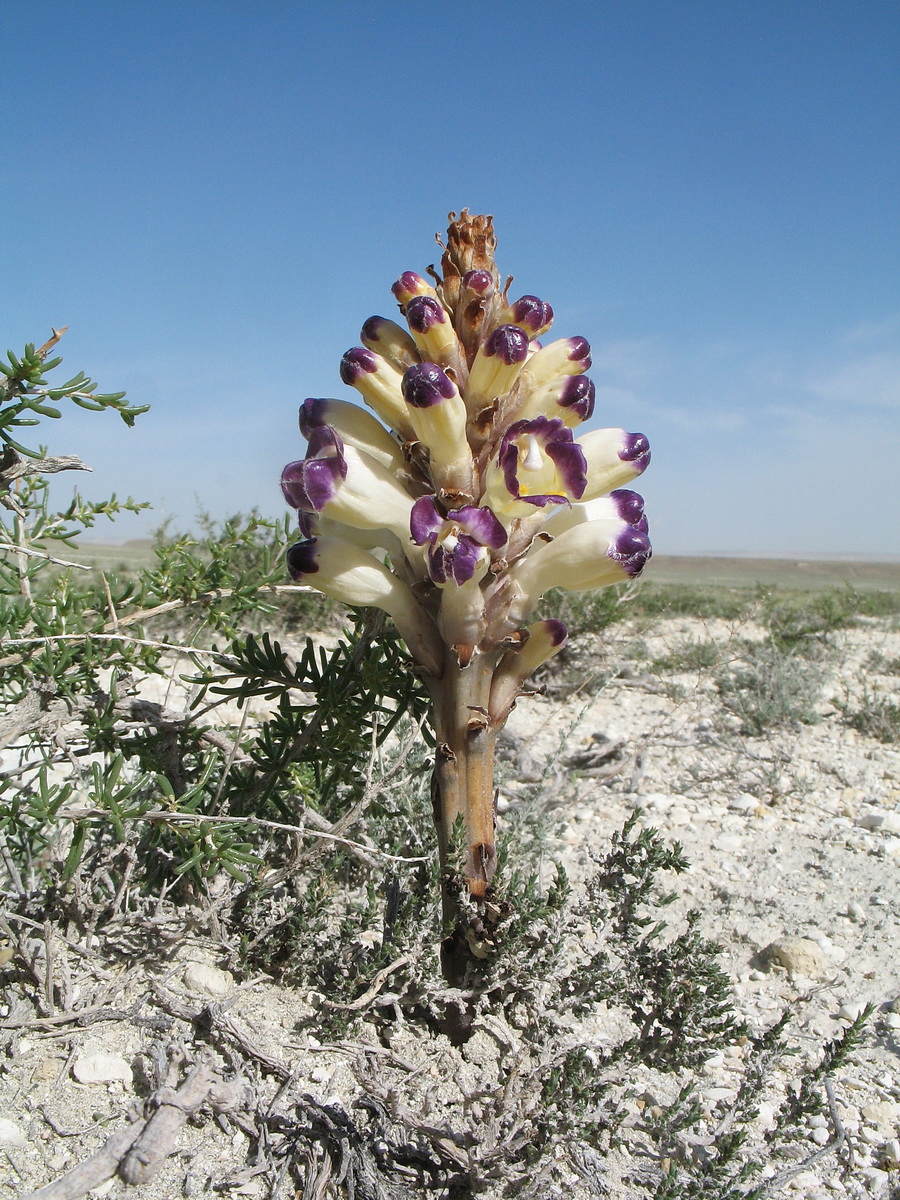 Image of Cistanche salsa specimen.