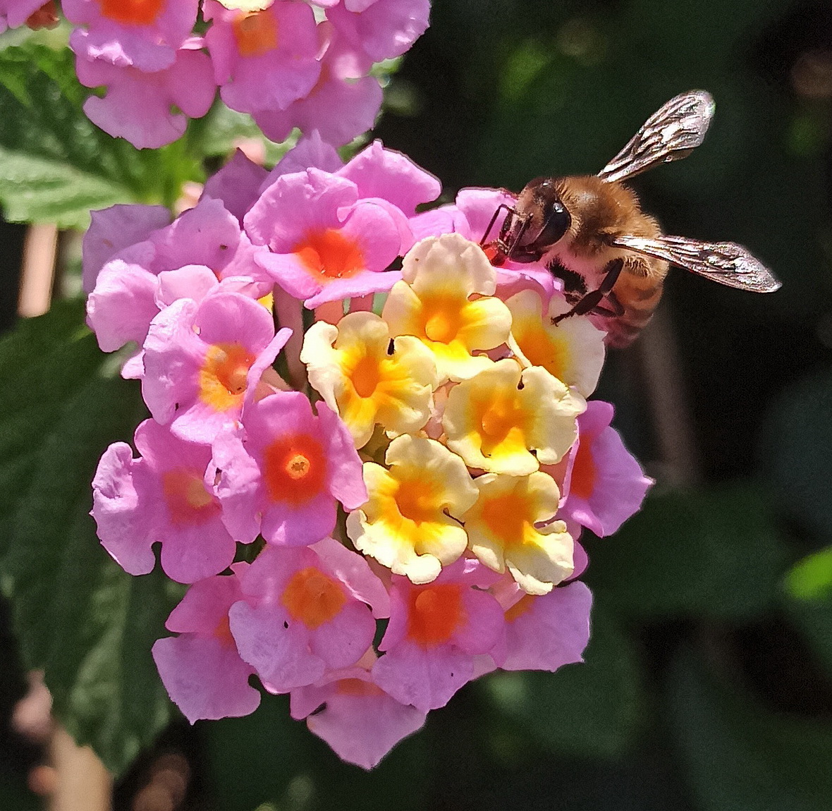 Изображение особи Lantana camara.