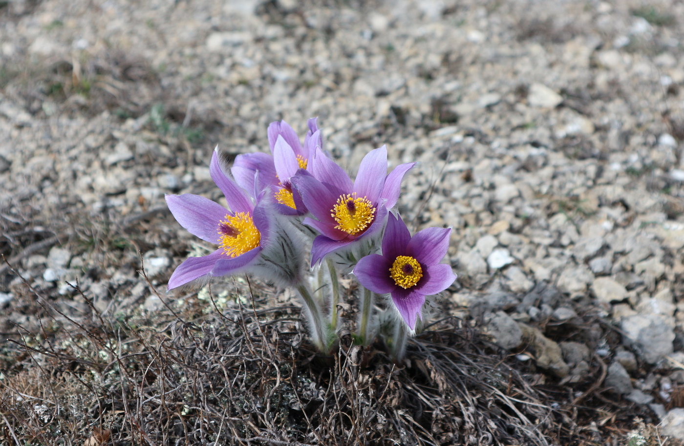 Image of Pulsatilla taurica specimen.