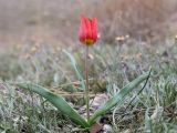 Tulipa suaveolens