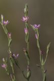 View full-size image Centaurium spicatum