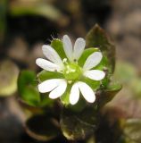 Stellaria media