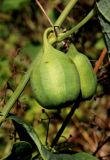 View full-size image Aristolochia clematitis