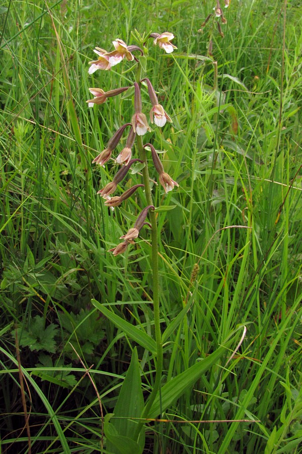 Изображение особи Epipactis palustris.