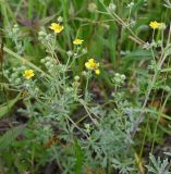 Смотреть изображение Potentilla argentea