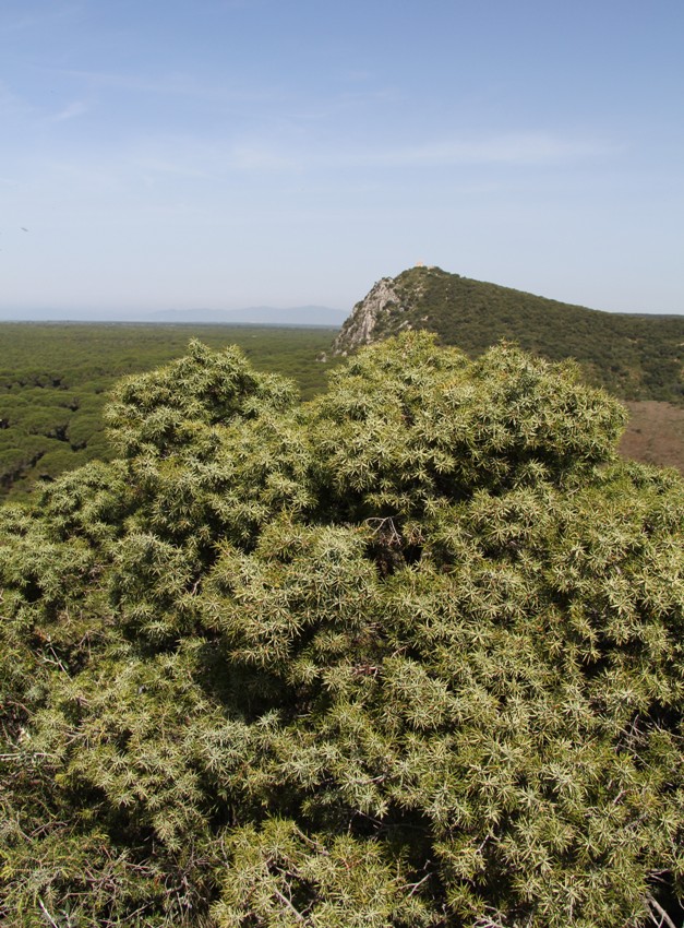 Изображение особи Juniperus oxycedrus.