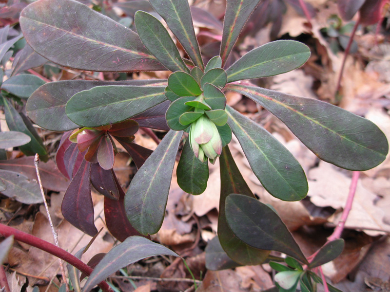 Image of Euphorbia amygdaloides specimen.