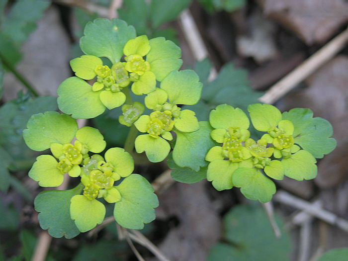 Image of Chrysosplenium alternifolium specimen.