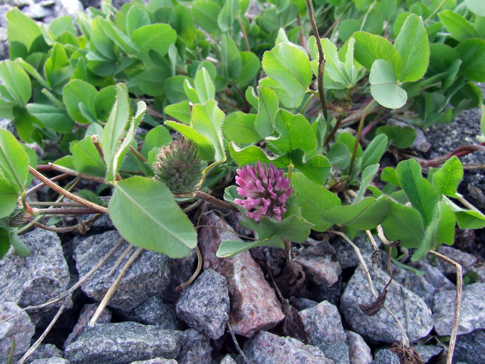 Image of Trifolium pratense specimen.