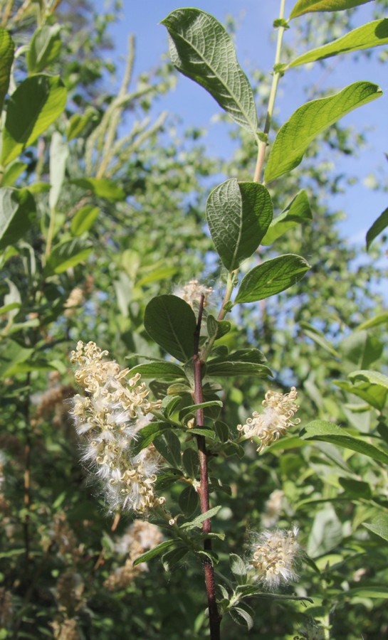 Image of Salix aurita specimen.