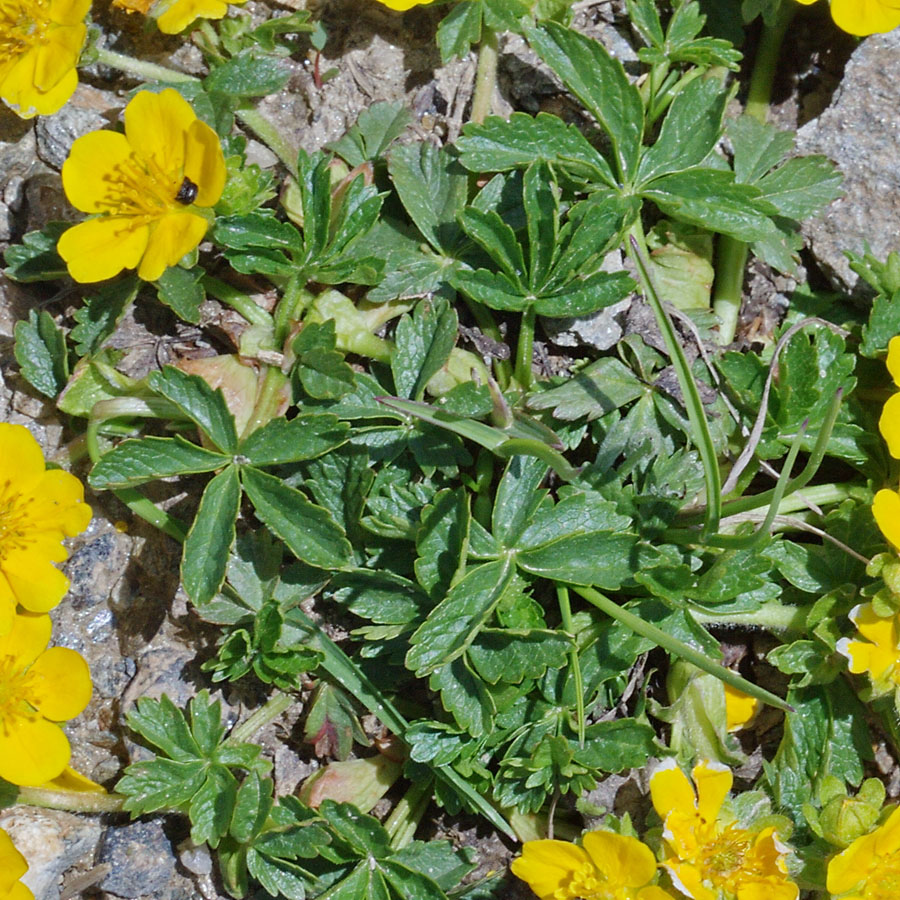 Изображение особи Potentilla ruprechtii.