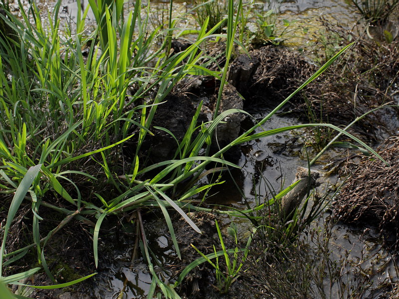 Image of Glyceria fluitans specimen.