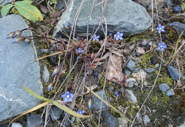 Image of genus Comastoma specimen.