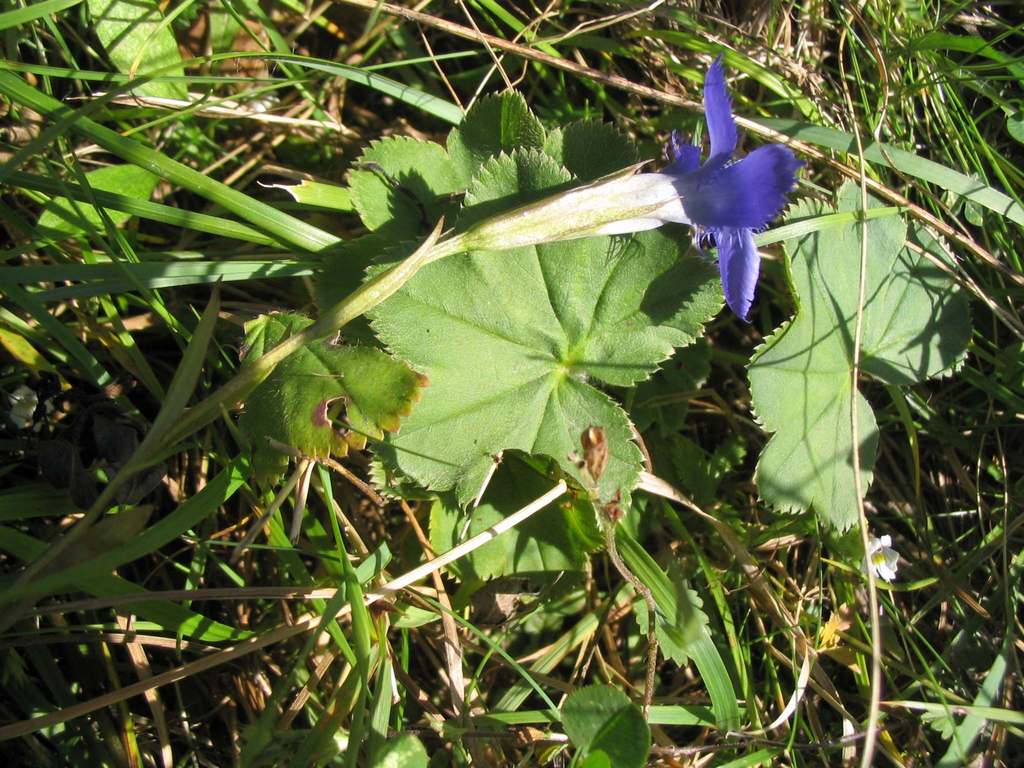 Изображение особи Gentianopsis ciliata.