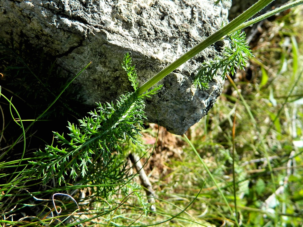 Image of Achillea millefolium specimen.