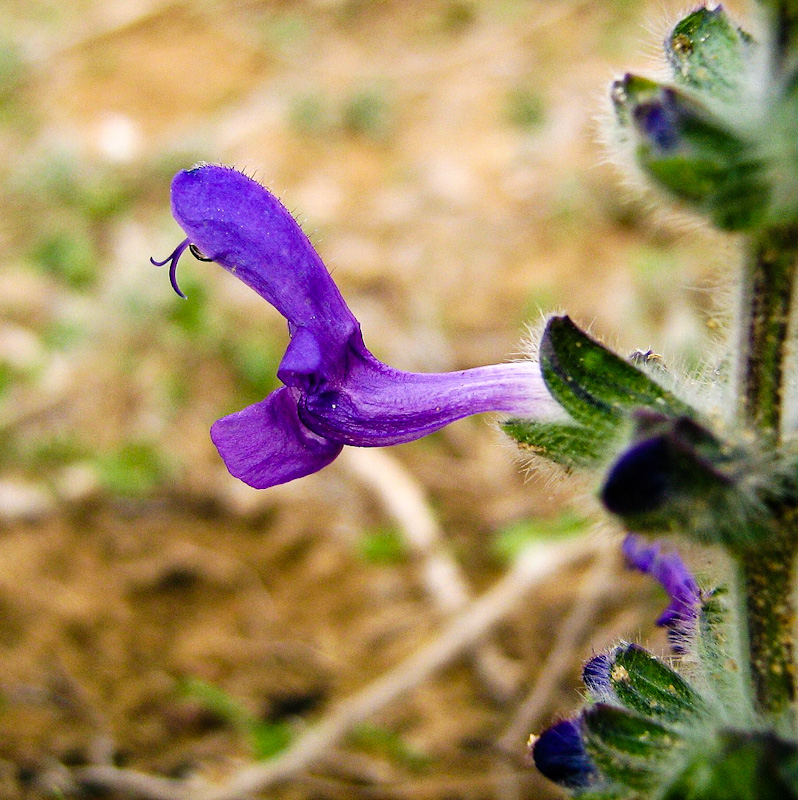 Изображение особи Salvia lanigera.