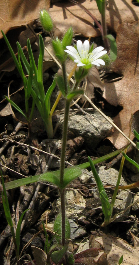 Image of Cerastium brachypetalum ssp. tauricum specimen.