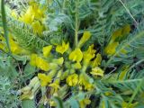 Astragalus buchtormensis