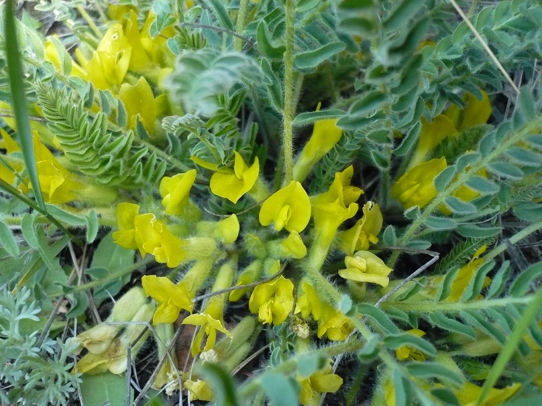 Image of Astragalus buchtormensis specimen.