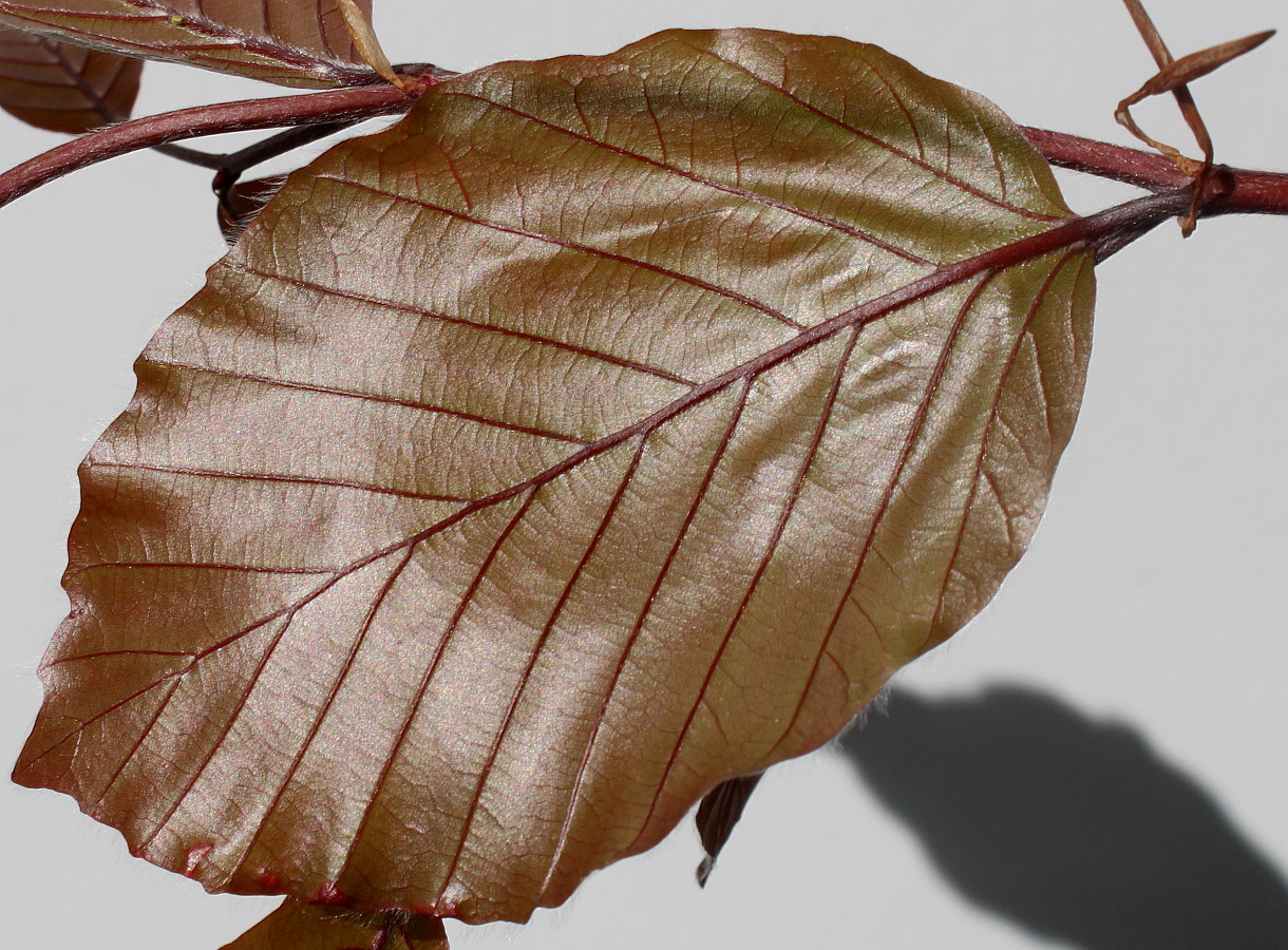 Изображение особи Fagus sylvatica var. purpurea.