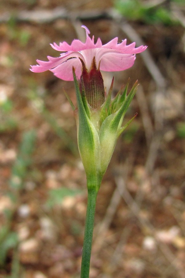 Image of Dianthus capitatus specimen.