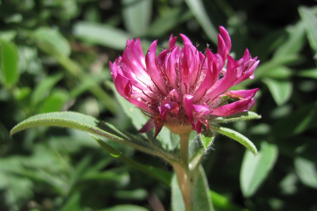 Image of Trifolium alpestre specimen.