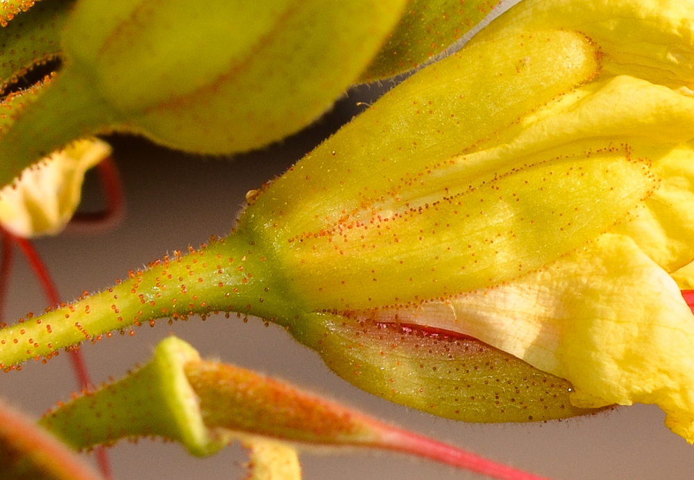 Image of Caesalpinia gilliesii specimen.